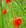 Roter_mohn