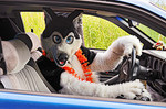 Driving_wolf